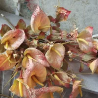 گلدان مشکی شیک و گل مصنوعی|گل مصنوعی|مشهد, مصلی (کارمندان اول)|دیوار