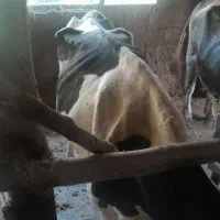 گاو