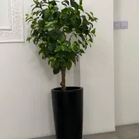 درختچه