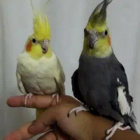 جفت عروس هلندی مولد دستی