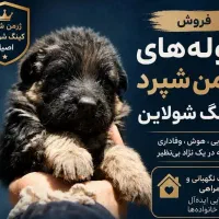 ژرمن شولاین