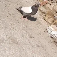 کبوتر|پرنده|پاکدشت, پاکدشت (مامازند)|دیوار