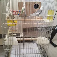 یک جفت عروس هلندی مولد