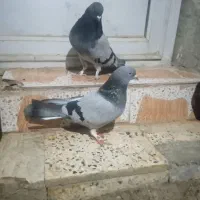 کبوتر پر