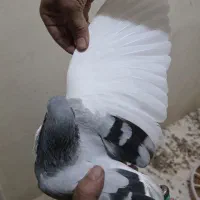 چپ سبز|پرنده|جم, |دیوار