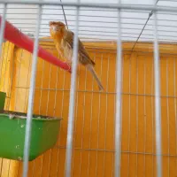 قناری نر وماده|پرنده|آباده, |دیوار