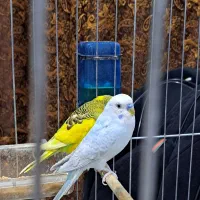 مرغ عشق مولد با ۴ عدد تخم