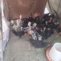 مرغ وخروس گلین اشل