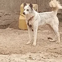 سگ هاسگی|سگ|آزادشهر, |دیوار