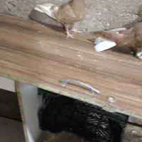 سرخ دمپاک زرد دمپاک نروماده تخم بچی|پرنده|شوشتر, |دیوار