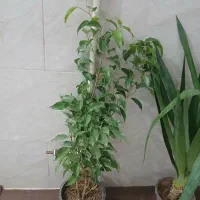 گل های آپارتمانی|گل مصنوعی|ساوه, |دیوار