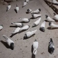 کله سبز و کله سرخ کشیده