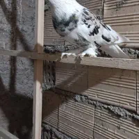 سه تا هما کاکل پاپر خون پاک اصیل|پرنده|گرمسار, |دیوار