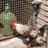 خروس گلین زیبا