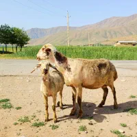میش بره افشاری