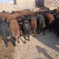 کاوربره ماده