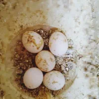 فروش مرغ عشق مولد