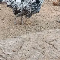 تخم مرغ گلین|حیوانات مزرعه|سمیرم, |دیوار