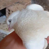 کبوتر