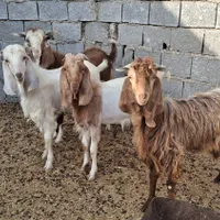 کهره نرگوشتی|حیوانات مزرعه|بوشهر, |دیوار