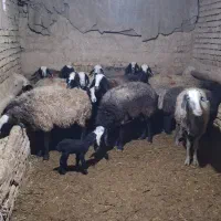 بره قوچ و میش اصیل شال معاوضه با پیکان‌وانت|حیوانات مزرعه|شال, |دیوار