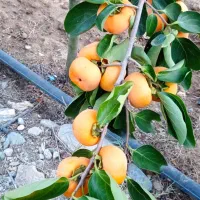 فروش خرمالو بصورت کلی