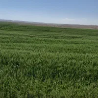 فروش زمین کشاورزی|فروش دفتر صنعتی، کشاورزی، تجاری|تهران, گمرک|دیوار