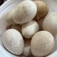 تخم بوقلمون