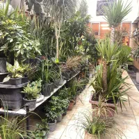 گل و گیاه اریکا|گل و گیاه طبیعی|ری, فیروزآبادی|دیوار