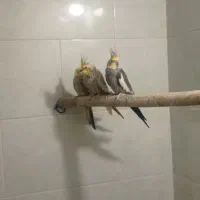 عروس هلندی نیم اهلی