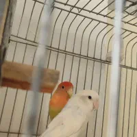 طوطی برزیلی مولد