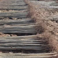 نهالستان گردو صنوبر و بادام و کبوده در نهااستان|خدمات باغبانی و درختکاری|میانه, |دیوار