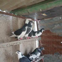 کفتر پرشی|پرنده|قزوین, |دیوار