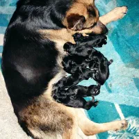 توله ژرمن شپرد