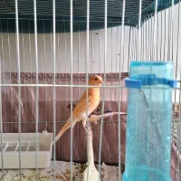 تعدادی جوجه قناری