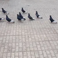 کفتر سینه سیاه کبوتر|پرنده|رشتخوار, |دیوار