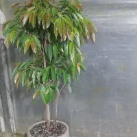 انواع گلهای بلند کنار سالنی(نیکولای آمستل اریکا)|گل و گیاه طبیعی|ساری, |دیوار