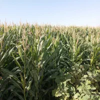 علوفه|حیوانات مزرعه|فرح دشت, |دیوار