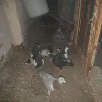 فروش کفتر هوایی زدوخورد