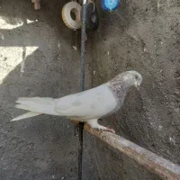 کفتر کله الماسی