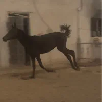 کره مادیون کرد از نسل طوفان کیانی (نوه طوفان)
