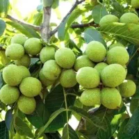 مشاوره تخصصی برای باغ و زمین (شروع برداشت بیشتر)