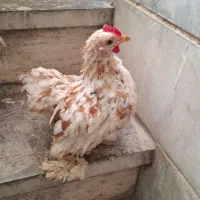کوشین|حیوانات مزرعه|اصفهان, شاهزید|دیوار