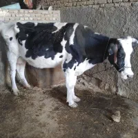 گاو توافقی|حیوانات مزرعه|کوهدشت, |دیوار