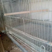 قفس عروس هلندی