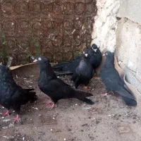 کبوتر زاغ آبادانی|پرنده|جم, |دیوار