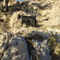 سی راس بز جوان