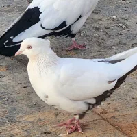 کبوتر دم قهوه ای