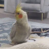 عروس هلندی گمشده در بلوار شهید وفایی سعدی