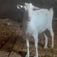 بز سانن آبستن